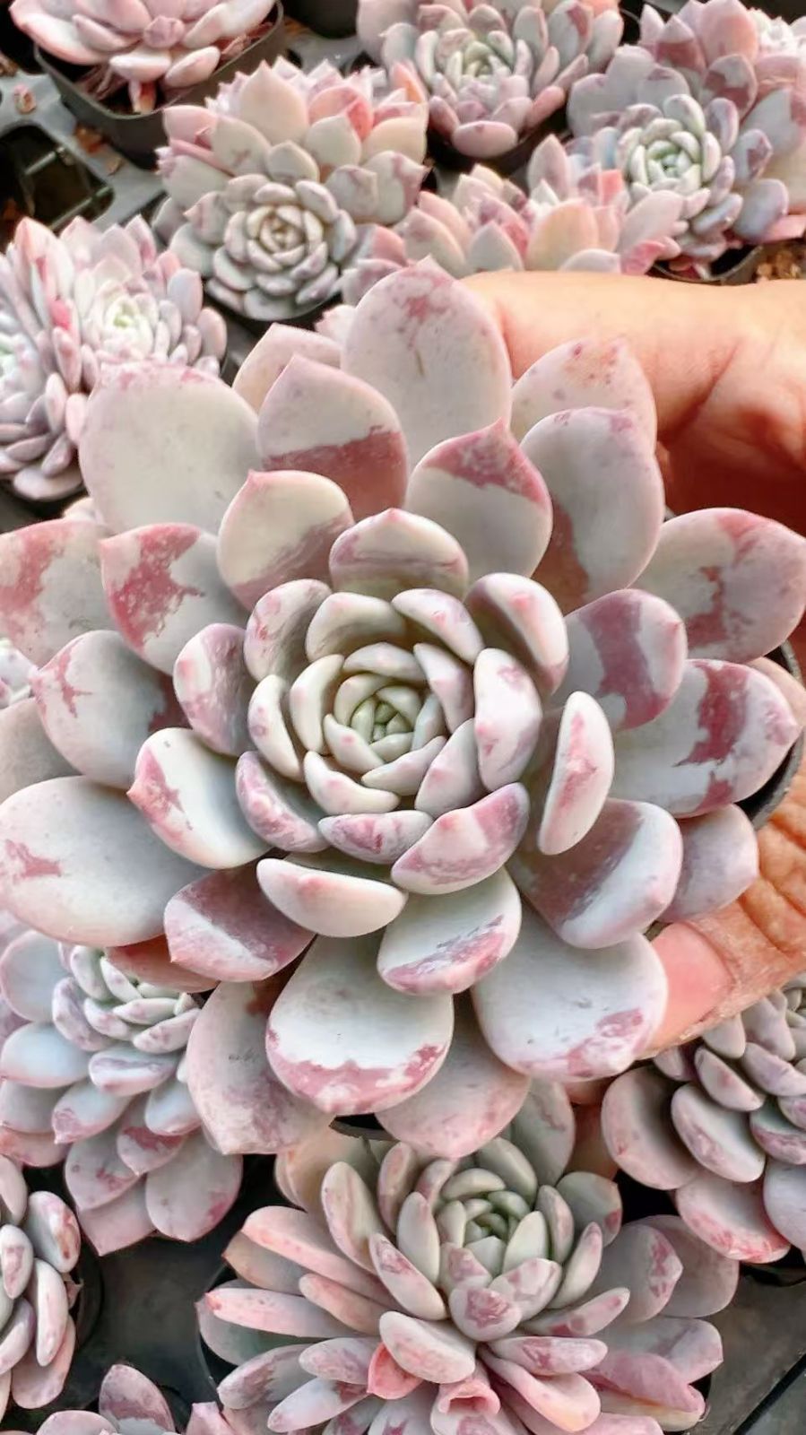 50株×サーモン 多肉植物 エケベリア セダム アエオニウム グラプトペタルム 韓国苗 寄せ植え YP107