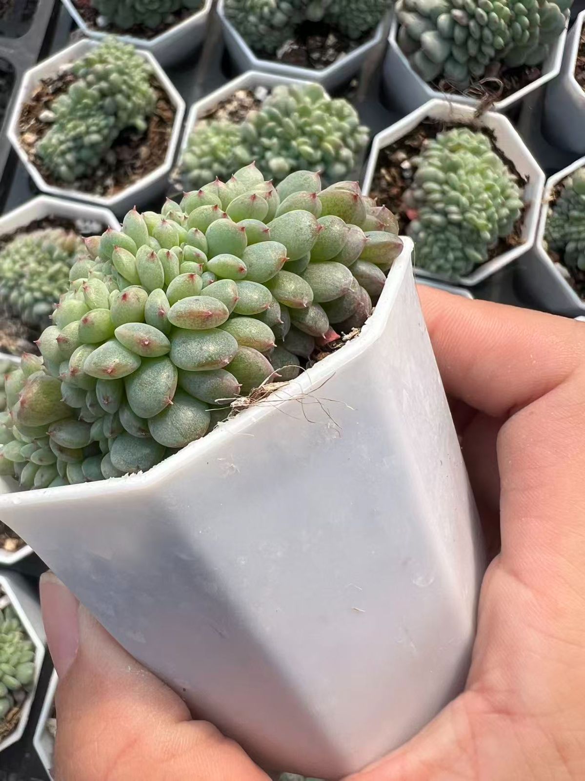 25株×シロデブツイカ 多肉植物 エケベリア セダム アエオニウム グラプトペタルム 韓国苗 寄せ植え YP 83