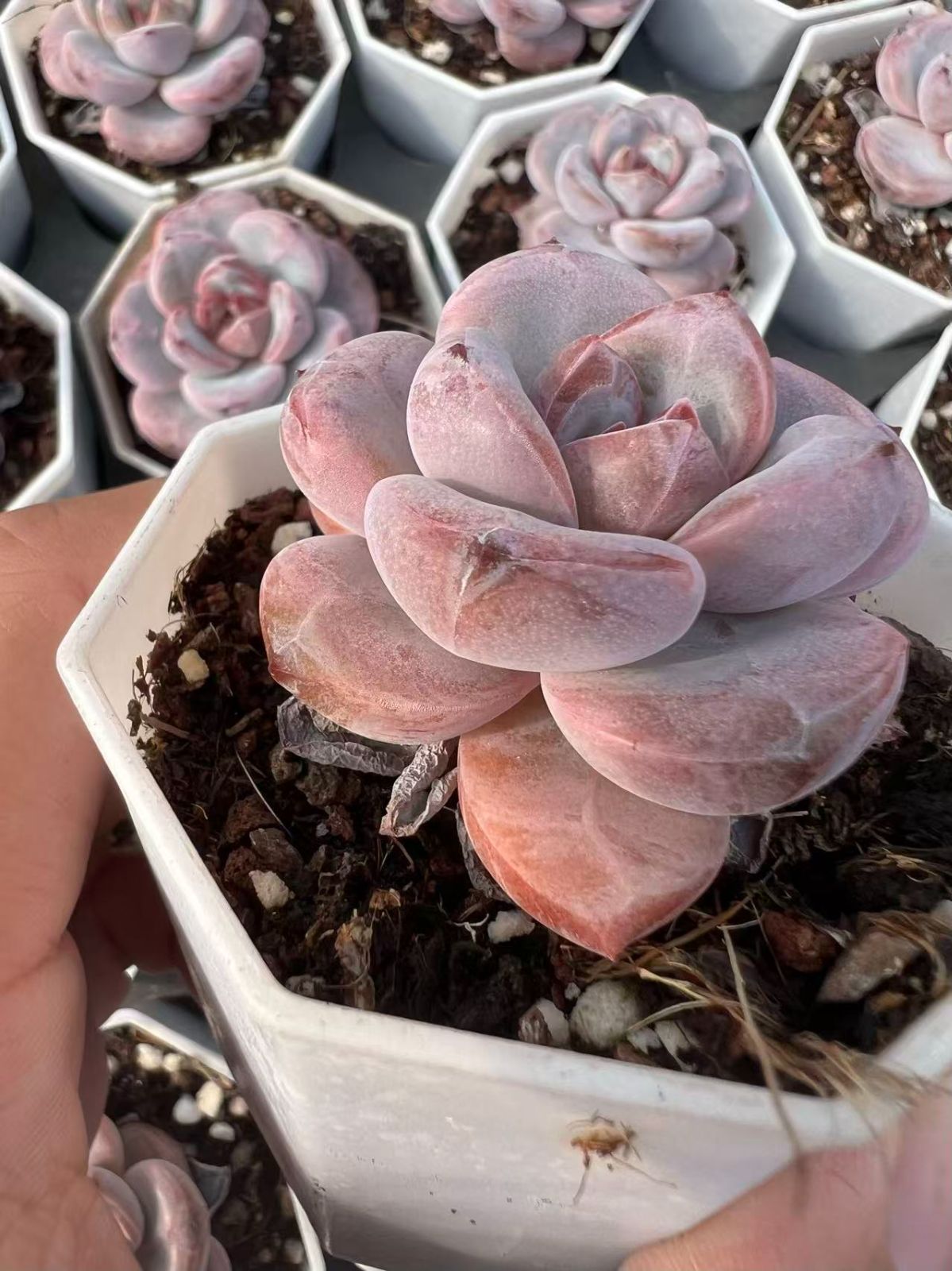 50株×マンマンユキ 多肉植物 エケベリア セダム アエオニウム グラプトペタルム 韓国苗 寄せ植え YP 85