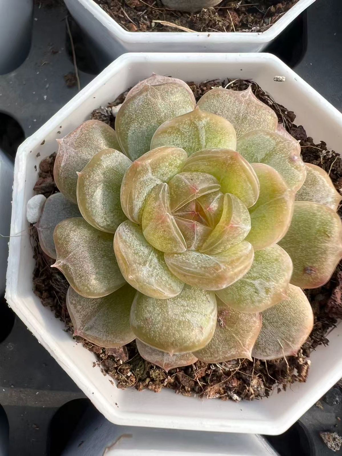 50株×ハクレン 多肉植物 エケベリア セダム アエオニウム