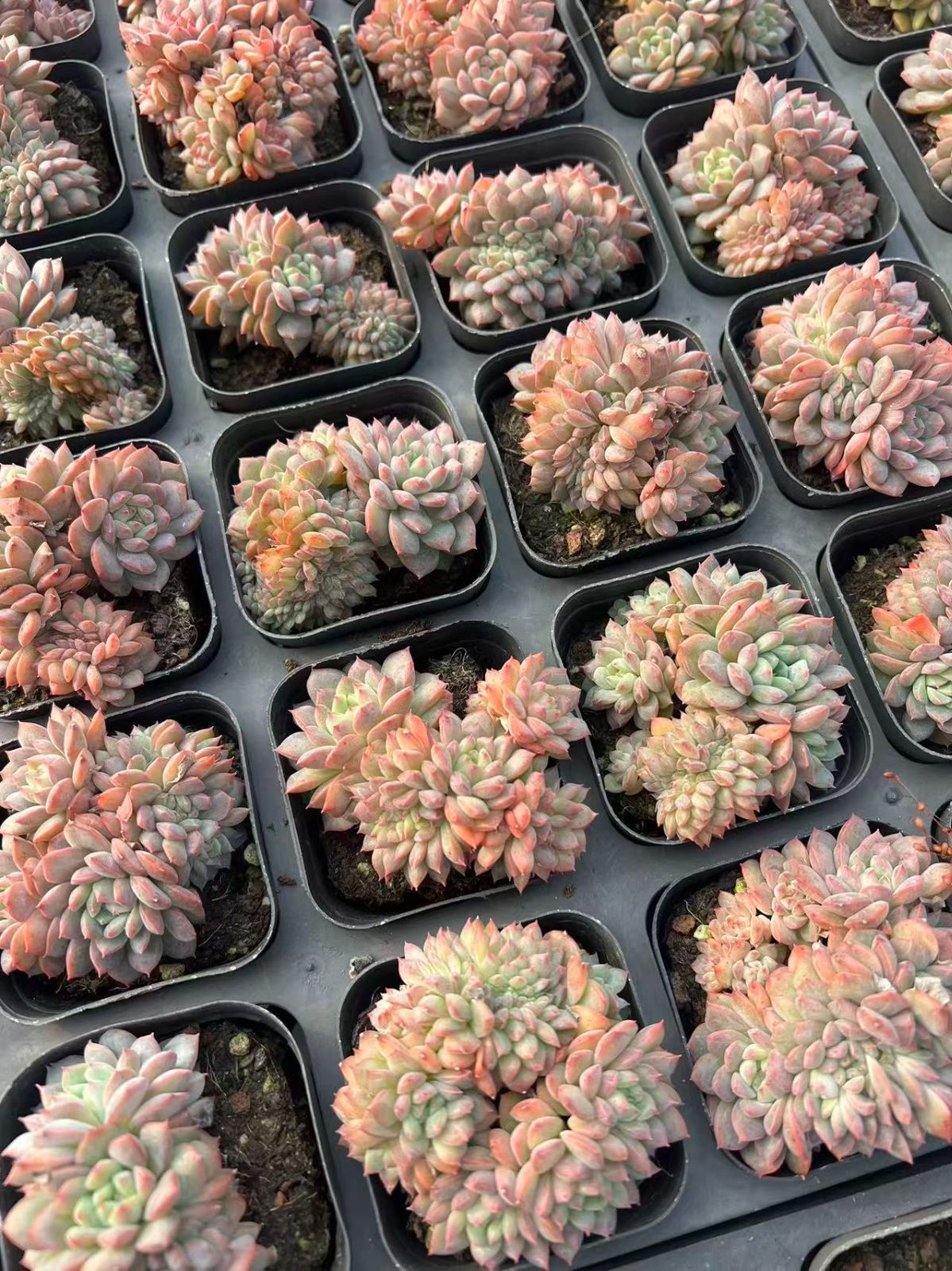 エケベリア・セダム gakky エケベリア 錦 全て抜き苗 セダム 多肉 韓国苗 サボテン - メルカリ