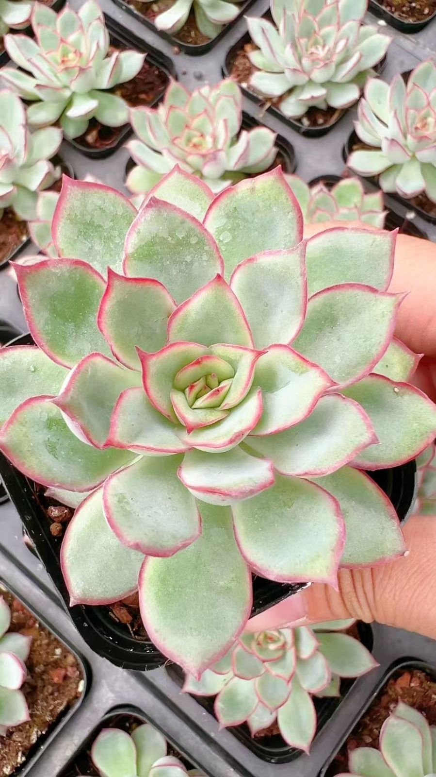 50株 ムーンゴッドデス 多肉植物 エケベリア セダム アエオニウム グラプトペタルム 韓国苗 寄せ植え YP 97