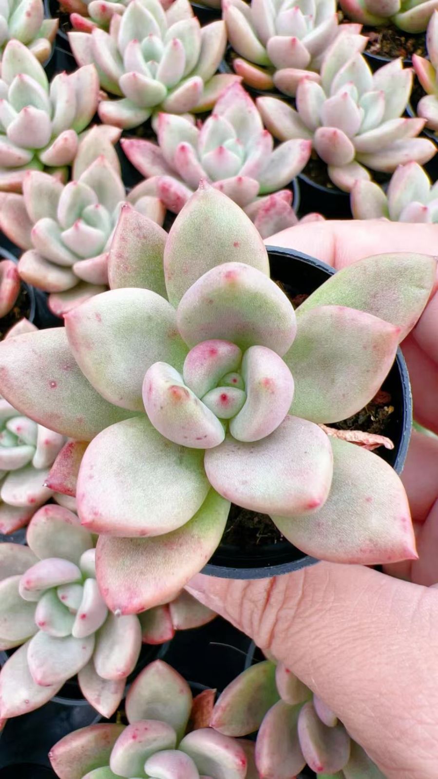 50株 クリームアボカド 多肉植物 エケベリア セダム アエオニウム グラプトペタルム 韓国苗 寄せ植え YP 141