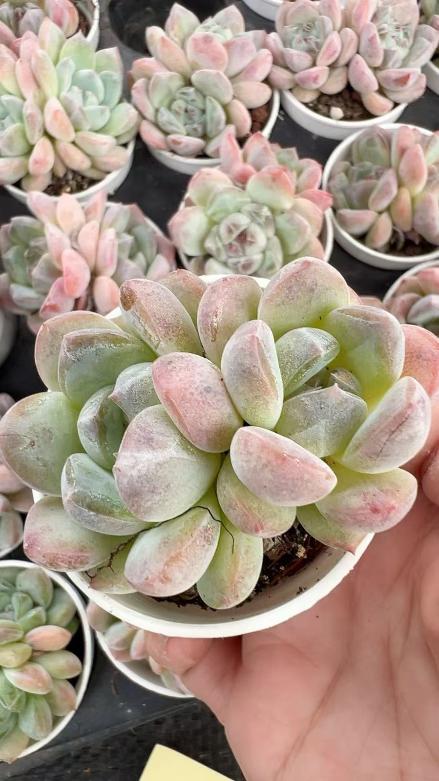 50株×ゴウキ 多肉植物 エケベリア セダム アエオニウム グラプトペタルム 韓国苗 寄せ植え YP 100