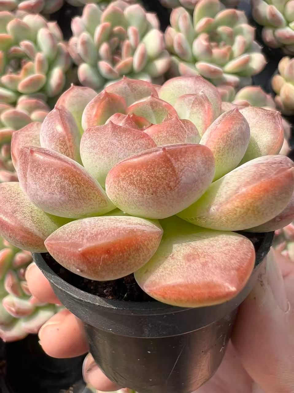 50株×コウレン 多肉植物 エケベリア セダム アエオニウム グラプトペタルム 韓国苗 寄せ植え YP 118