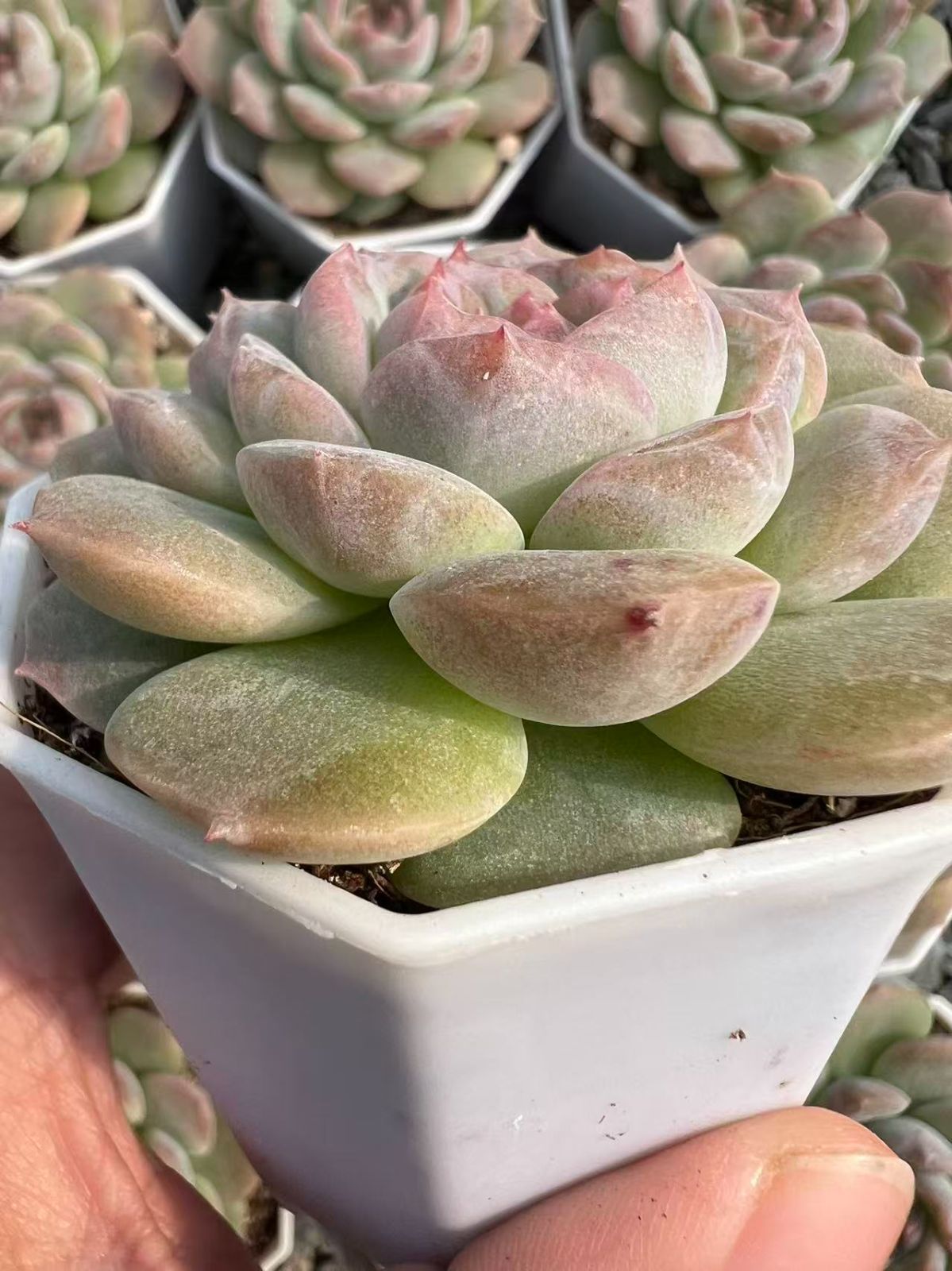 50株×キャンディードフルーツ 多肉植物 エケベリア セダム アエオニウム グラプトペタルム 韓国苗 寄せ植え YP 103