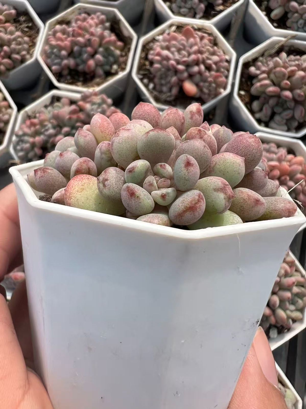 50株×モウズ 多肉植物 エケベリア セダム アエオニウム グラプトペタルム 韓国苗 寄せ植え YP 84