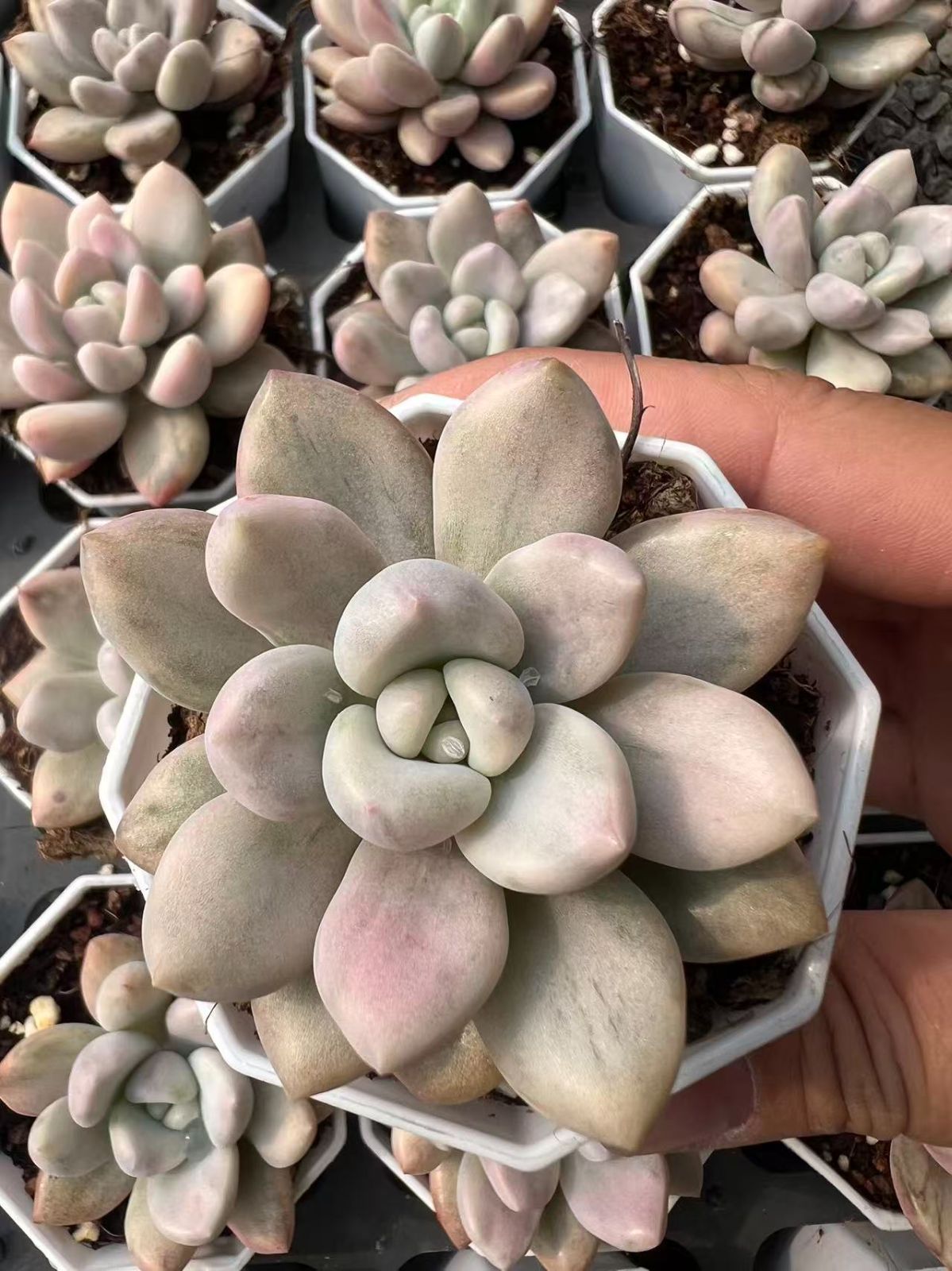 50株 オプニシキ 多肉植物 エケベリア セダム アエオニウム グラプトペタルム 韓国苗 寄せ植え YP 89