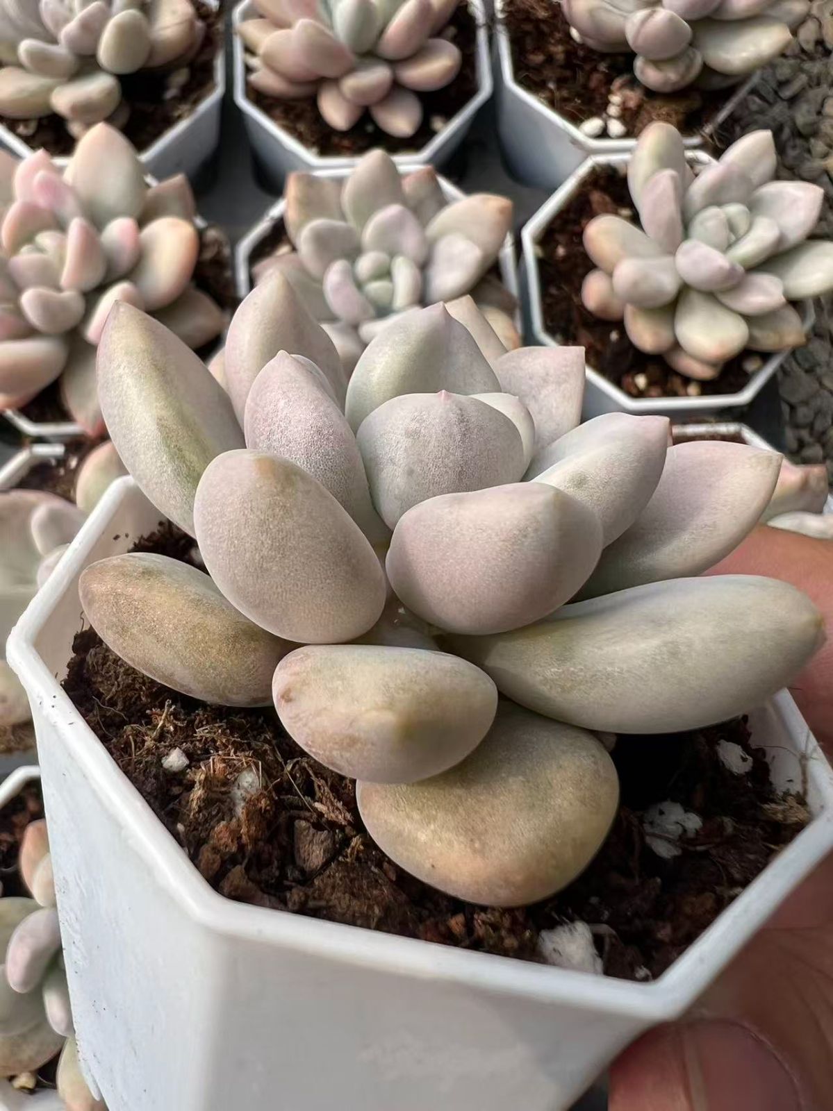 50株×オプニシキ 多肉植物 エケベリア セダム アエオニウム グラプトペタルム 韓国苗 寄せ植え YP 89