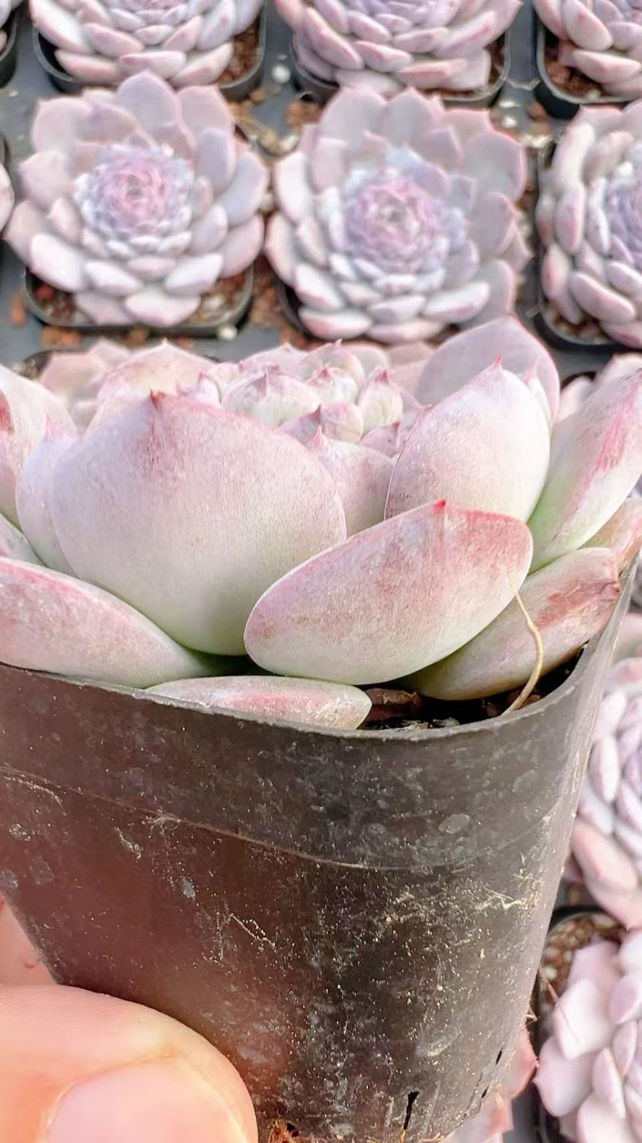 50株×アリィクイーン 多肉植物 エケベリア セダム アエオニウム グラプトペタルム 韓国苗 寄せ植え YP 116