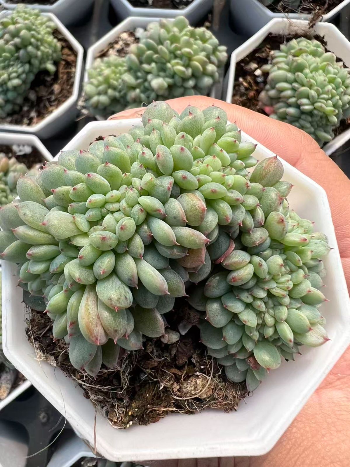 25株 シロデブツイカ 多肉植物 エケベリア セダム アエオニウム グラプトペタルム 韓国苗 寄せ植え YP 83