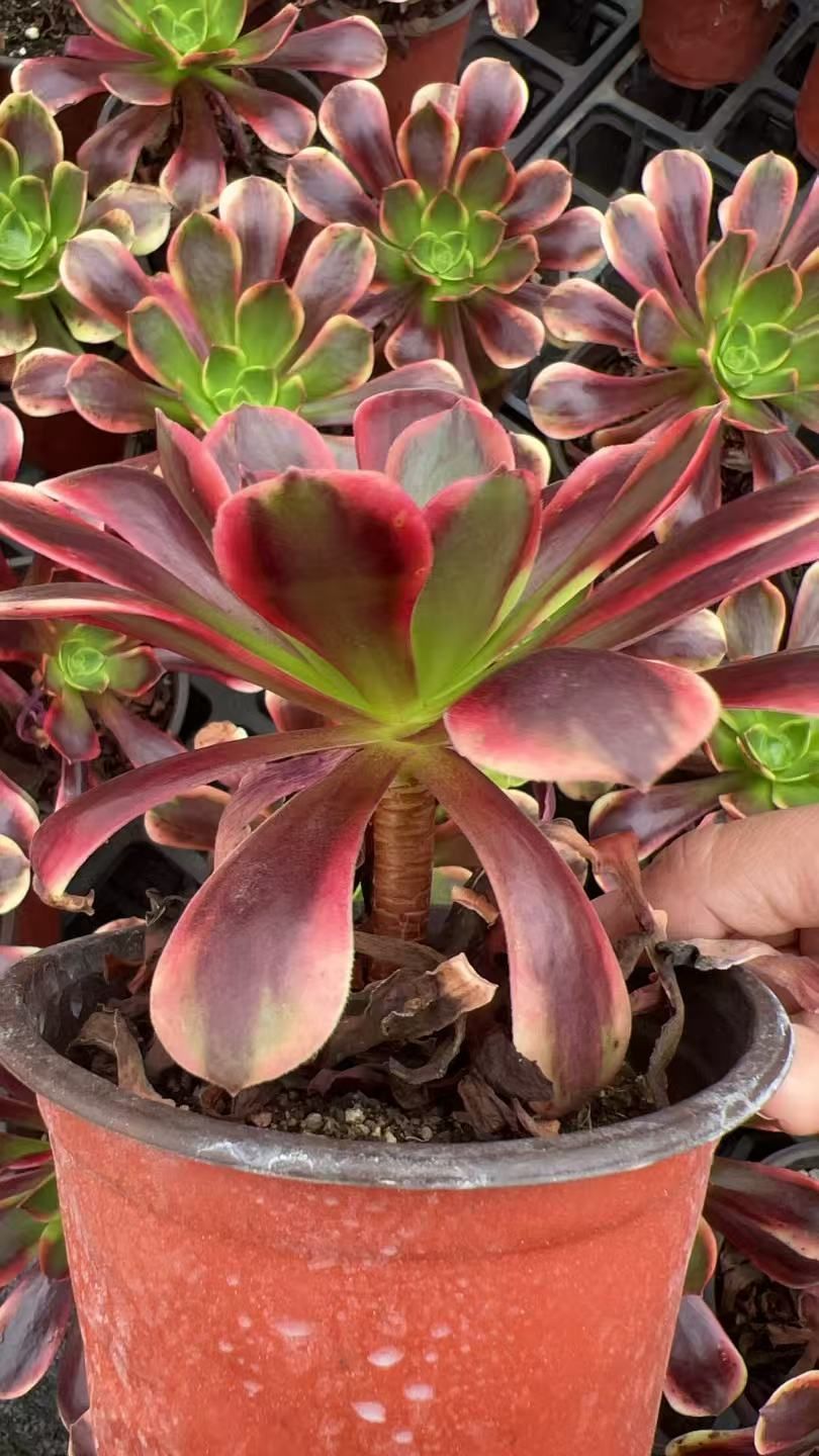 18株 オウカレイ 多肉植物 エケベリア セダム アエオニウム グラプトペタルム 韓国苗 寄せ植え YP 182 その他多肉植物 観葉植物 フラワー ガーデニング