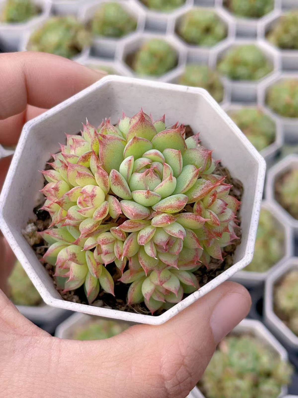 25株×グキムギワラ 多肉植物 エケベリア セダム アエオニウム グラプトペタルム 韓国苗 寄せ植え YP 127