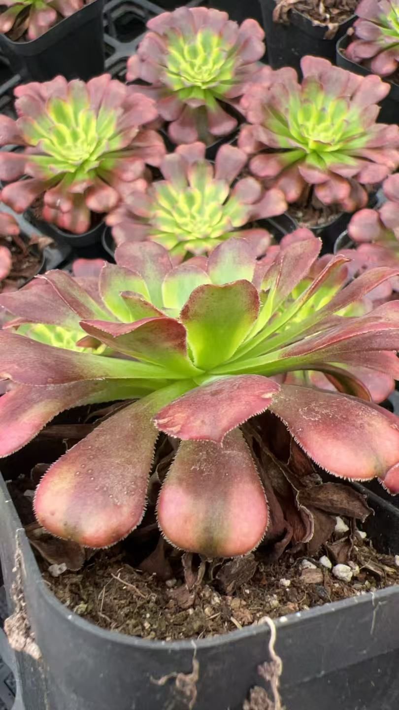 18株×ブテンキ 多肉植物 エケベリア セダム アエオニウム グラプトペタルム 韓国苗 寄せ植え YP 183