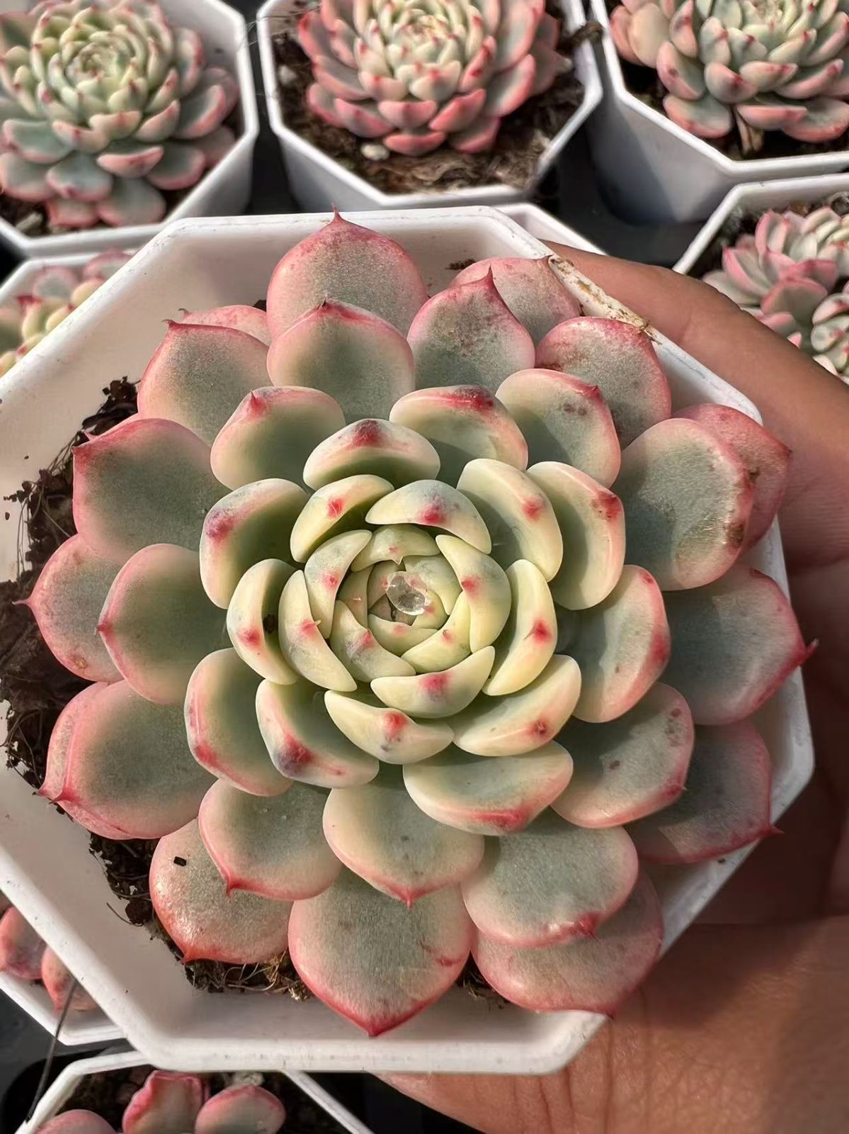 50株×シロヒメレンニシキ 多肉植物 エケベリア セダム アエオニウム グラプトペタルム 韓国苗 寄せ植え YP 88