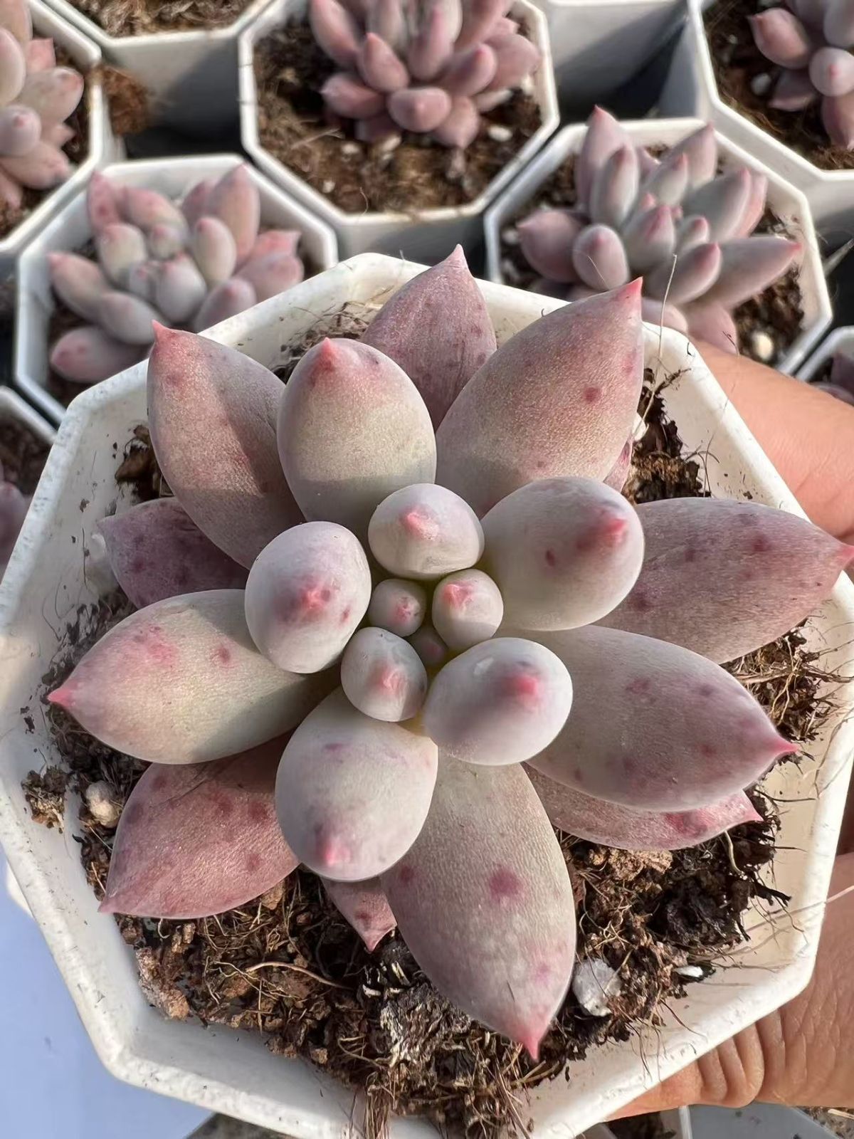 50株×ソロモン 多肉植物 エケベリア セダム アエオニウム
