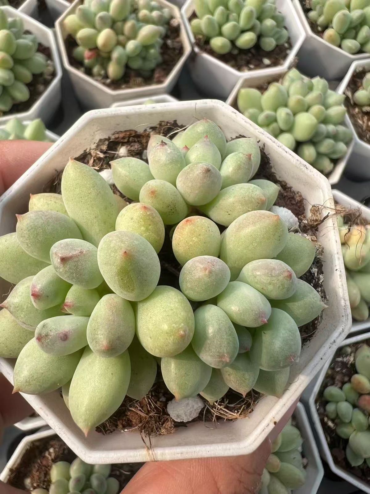 50株 セイレイニュウ 多肉植物 エケベリア セダム アエオニウム グラプトペタルム 韓国苗 寄せ植え YP 93