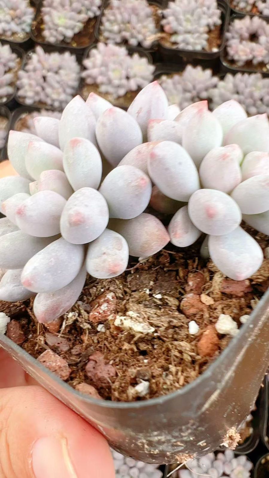 50株×ランゼタコウスイ 多肉植物 エケベリア セダム アエオニウム グラプトペタルム 韓国苗 寄せ植え YP 94