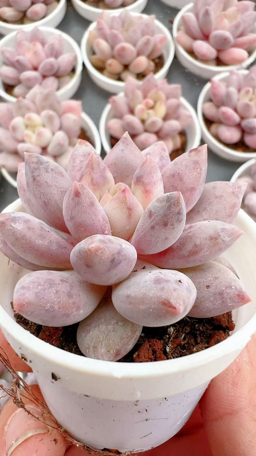 50株×ハンゲ 多肉植物 エケベリア セダム アエオニウム グラプトペタルム 韓国苗 寄せ植え YP 95