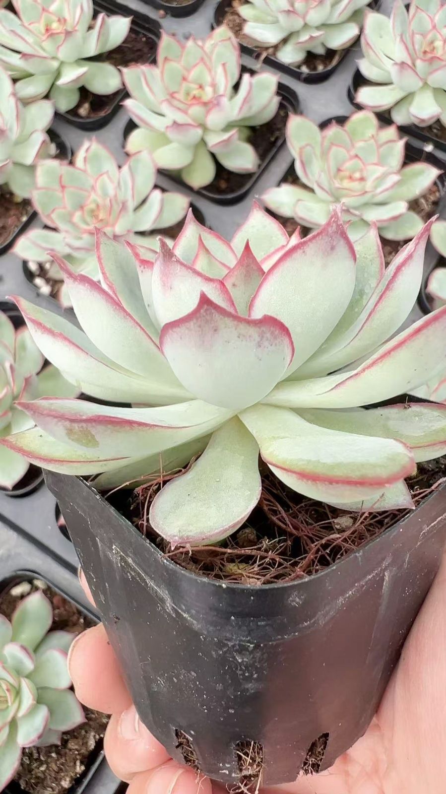 50株×ムーンゴッドデス 多肉植物 エケベリア セダム アエオニウム グラプトペタルム 韓国苗 寄せ植え YP 97