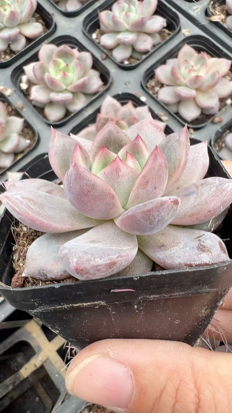 50株×キューオレンジ 多肉植物 エケベリア セダム アエオニウム グラプトペタルム 韓国苗 寄せ植え YP 98