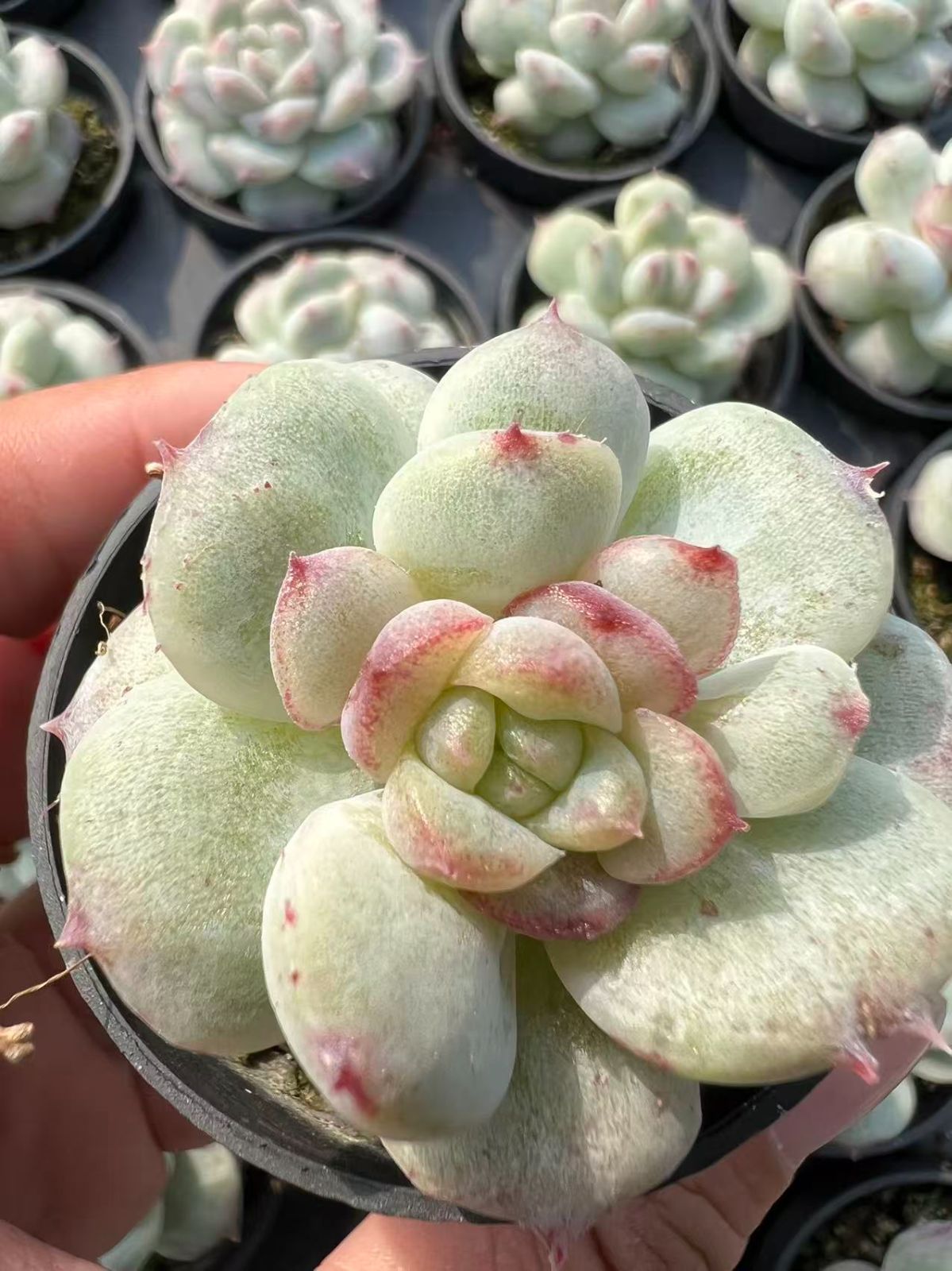 50株×ピンクダイヤセッカ 多肉植物 エケベリア セダム アエオニウム グラプトペタルム 韓国苗 寄せ植え YP 123