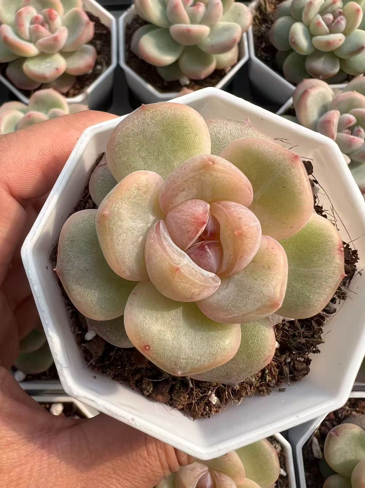 50株×アニー 多肉植物 エケベリア セダム アエオニウム グラプトペタルム 韓国苗 寄せ植え YP 101