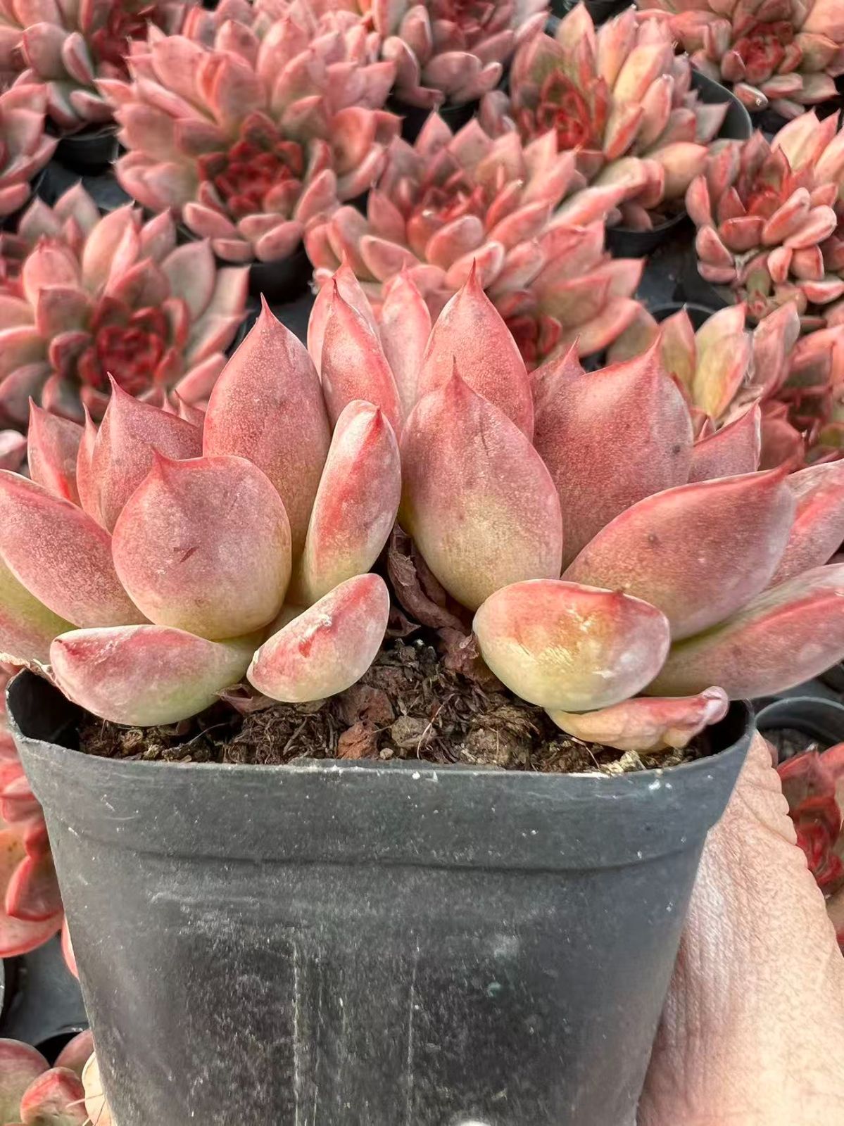 25株×ピンクオウツイギョク 多肉植物 エケベリア セダム アエオニウム グラプトペタルム 韓国苗 寄せ植え YP 105