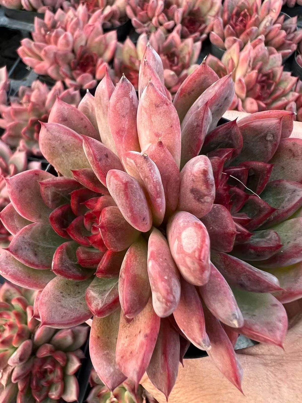25株×ピンクオウツイギョク 多肉植物 エケベリア セダム アエオニウム グラプトペタルム 韓国苗 寄せ植え YP 105