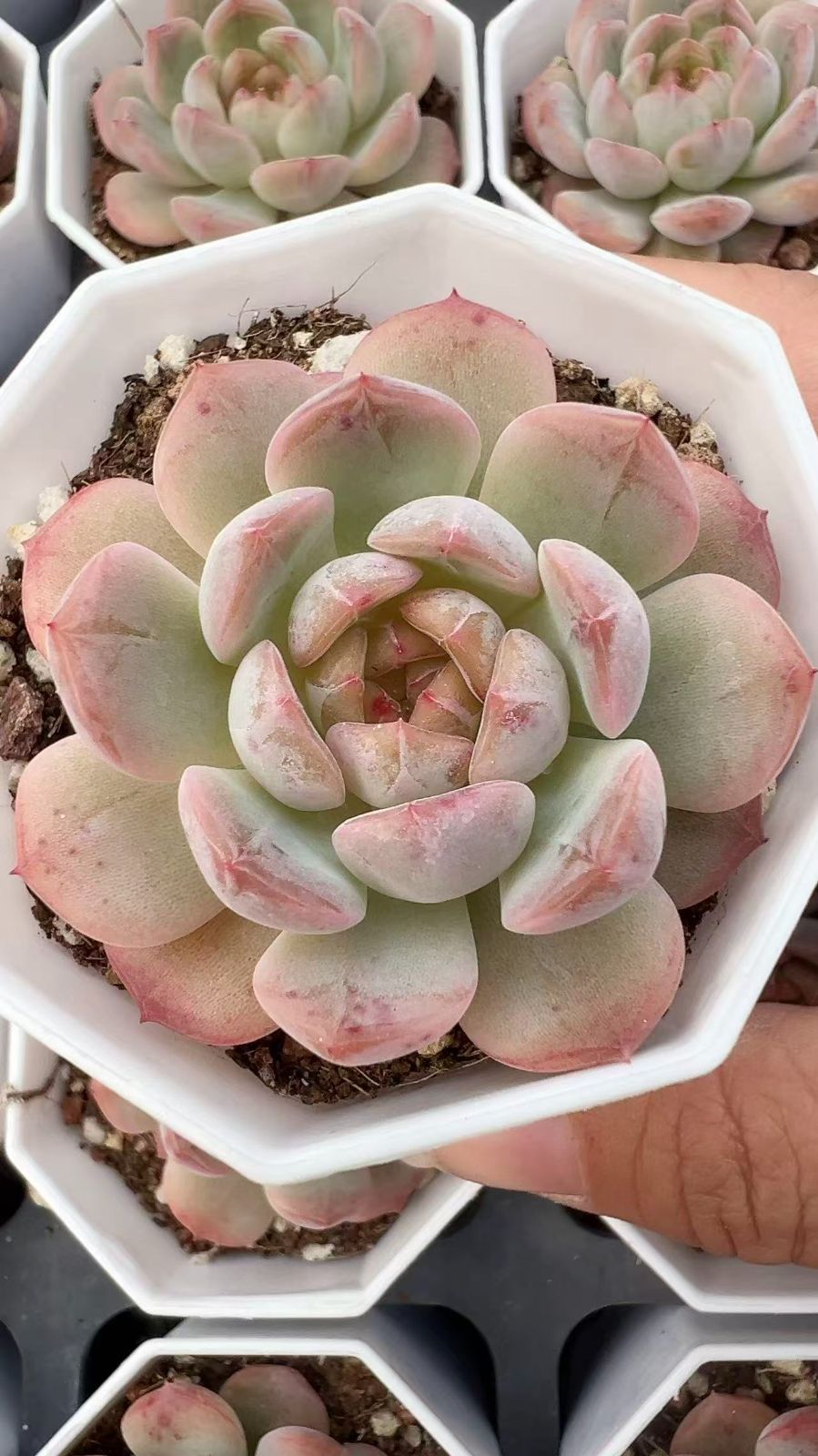 50株 ブドウジェニー 多肉植物 エケベリア セダム アエオニウム グラプトペタルム 韓国苗 寄せ植え YP 113