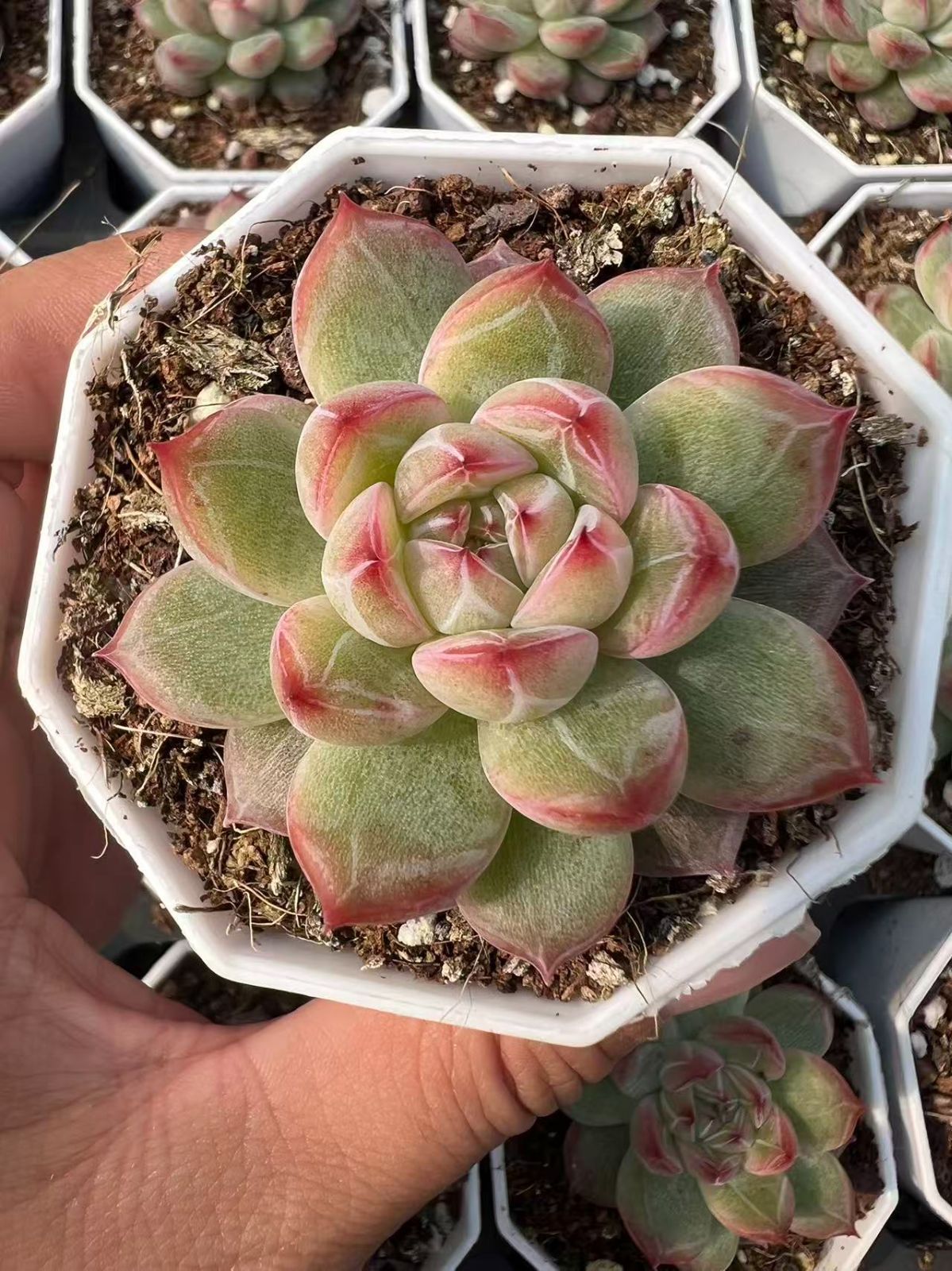 50株 セッカジェニー 多肉植物 エケベリア セダム アエオニウム グラプトペタルム 韓国苗 寄せ植え YP 81