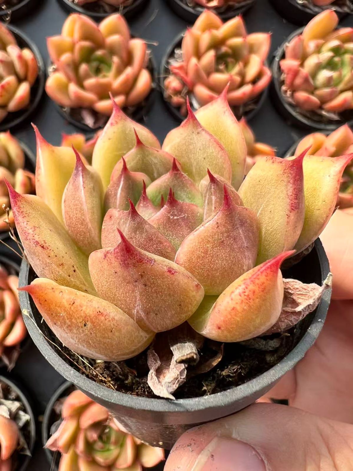 50株 ヒスイジェニー 多肉植物 エケベリア セダム アエオニウム グラプトペタルム 韓国苗 寄せ植え YP 117