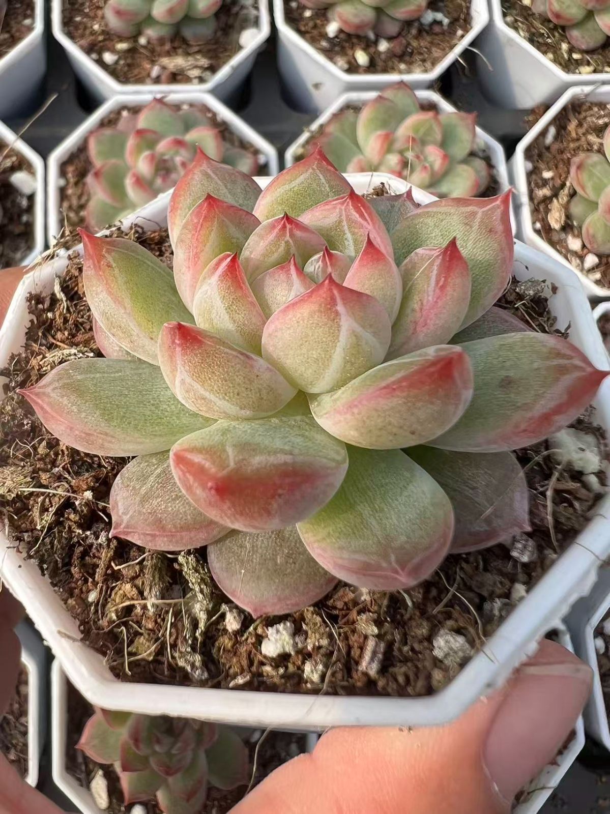 50株×セッカジェニー 多肉植物 エケベリア セダム アエオニウム グラプトペタルム 韓国苗 寄せ植え YP 81