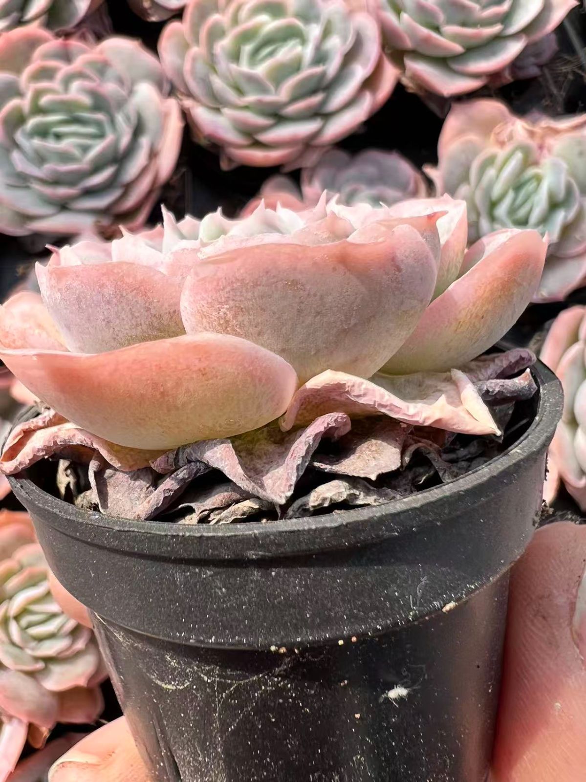 50株×ケンペン 多肉植物 エケベリア セダム アエオニウム グラプトペタルム 韓国苗 寄せ植え YP 124