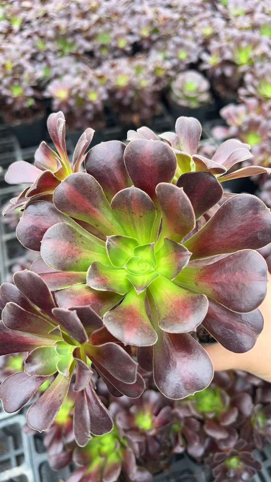 18株×ハナ 多肉植物 エケベリア セダム アエオニウム グラプトペタルム 韓国苗 寄せ植え YP 181