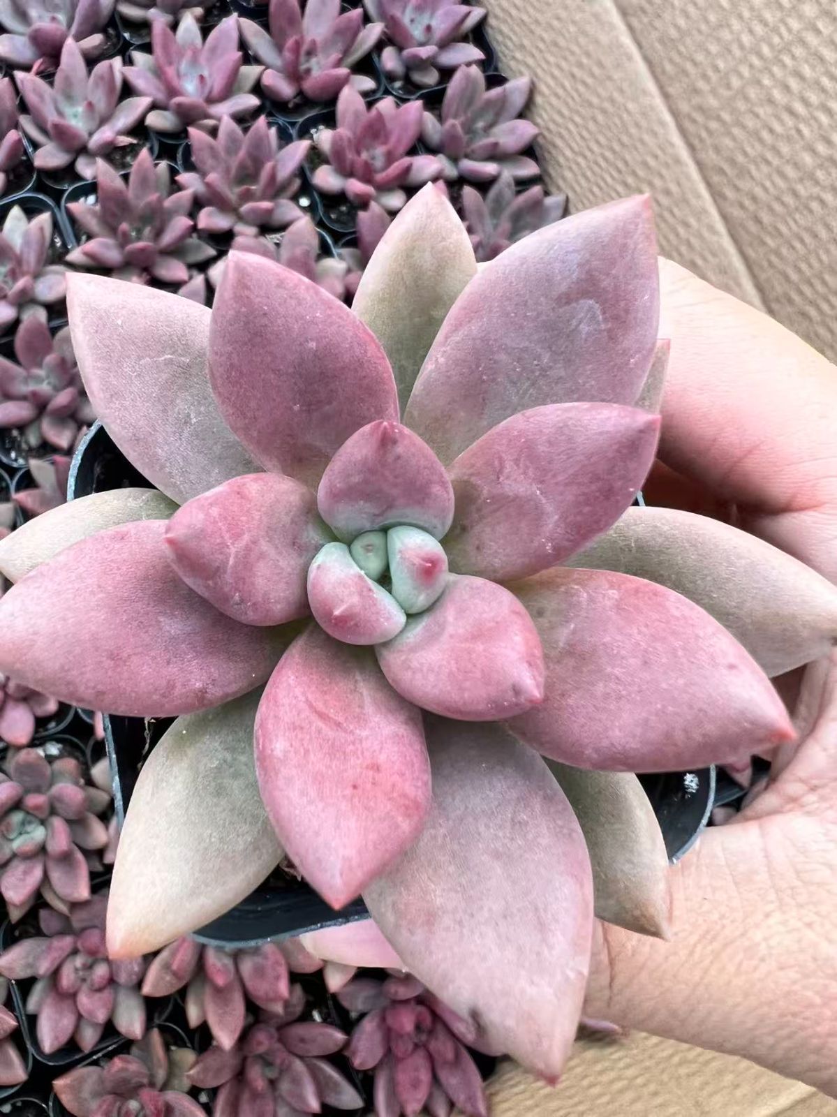 50株 トウカゲン 多肉植物 エケベリア セダム アエオニウム グラプトペタルム 韓国苗 寄せ植え YP 125