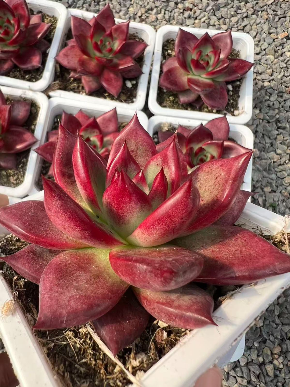 25株 レッドソウル 多肉植物 エケベリア セダム アエオニウム グラプトペタルム 韓国苗 寄せ植え YP 86