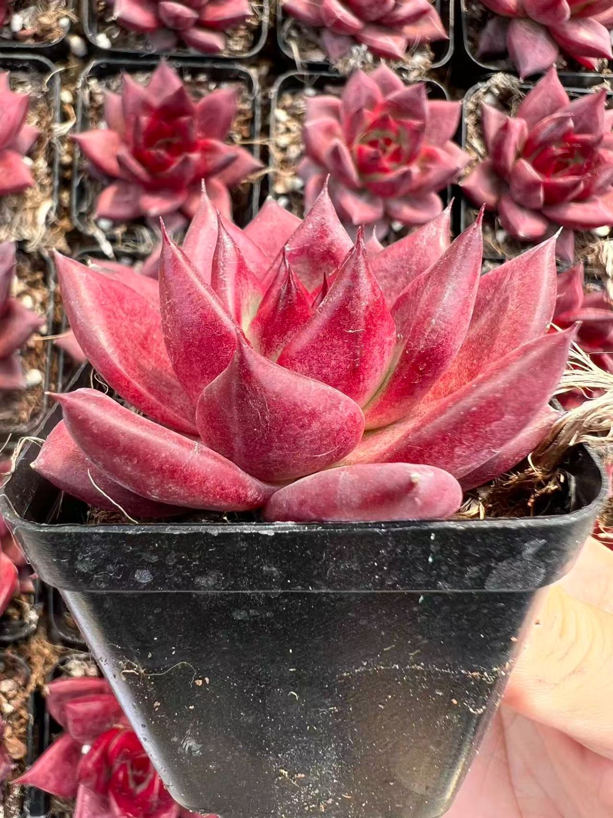 50株×レッドソウル 多肉植物 エケベリア セダム アエオニウム グラプトペタルム 韓国苗 寄せ植え YP 91