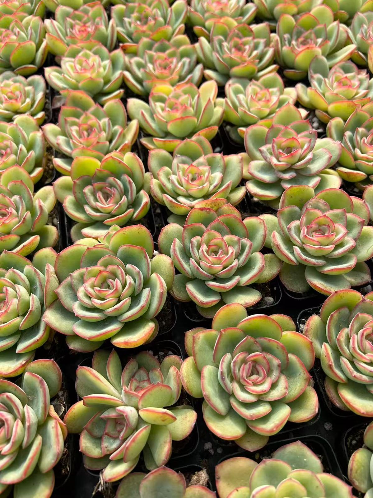 50株×シンロ 多肉植物 エケベリア セダム アエオニウム グラプトペタルム 韓国苗 寄せ植え YP 90