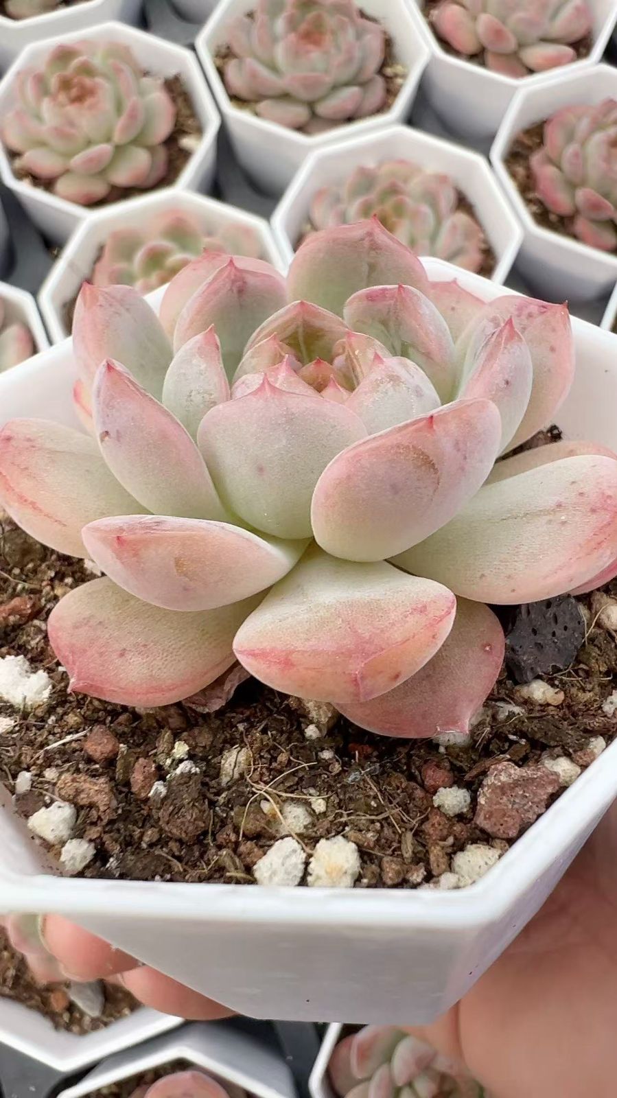 50株×ブドウジェニー 多肉植物 エケベリア セダム アエオニウム グラプトペタルム 韓国苗 寄せ植え YP 113