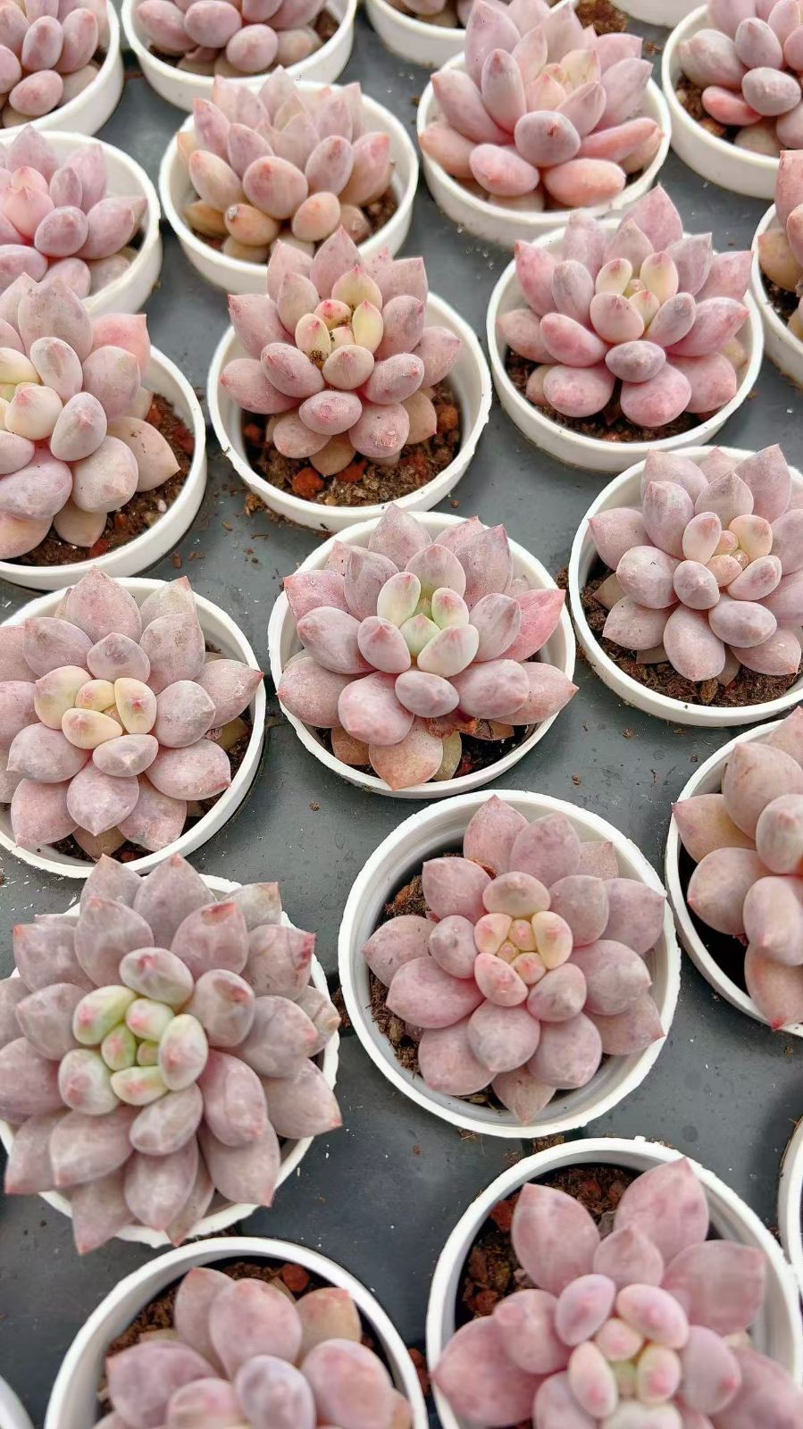 50株×ハンゲ 多肉植物 エケベリア セダム アエオニウム グラプトペタルム 韓国苗 寄せ植え YP 95