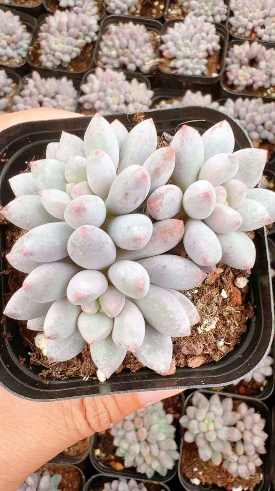 50株 ランゼタコウスイ 多肉植物 エケベリア セダム アエオニウム グラプトペタルム 韓国苗 寄せ植え YP 94