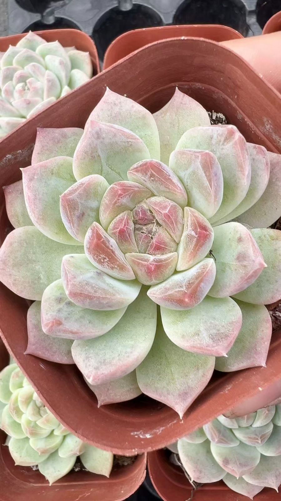 50株×ハクトウキサン 多肉植物 エケベリア セダム アエオニウム グラプトペタルム 韓国苗 寄せ植え YP 99