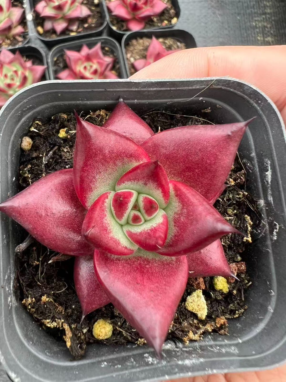 50株×コウダン 多肉植物 エケベリア セダム アエオニウム グラプトペタルム 韓国苗 寄せ植え YP 96