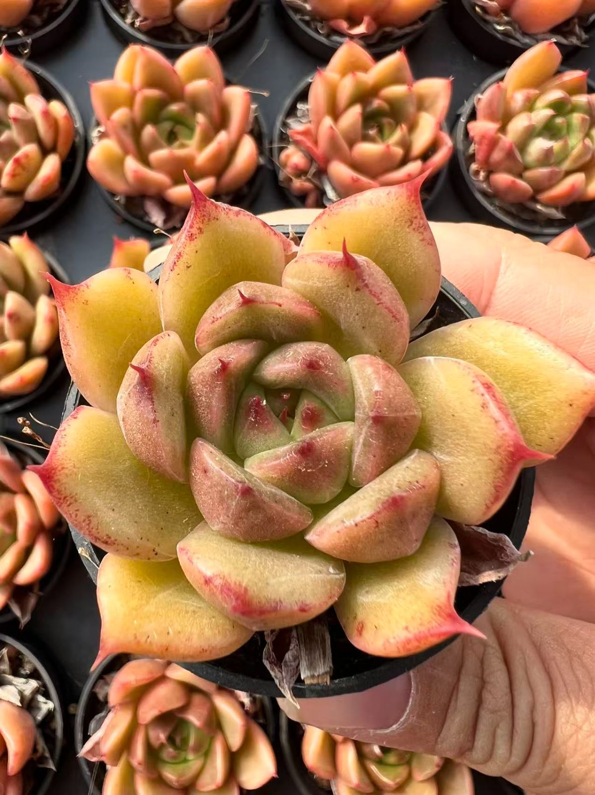 50株 ヒスイジェニー 多肉植物 エケベリア セダム アエオニウム グラプトペタルム 韓国苗 寄せ植え YP 117