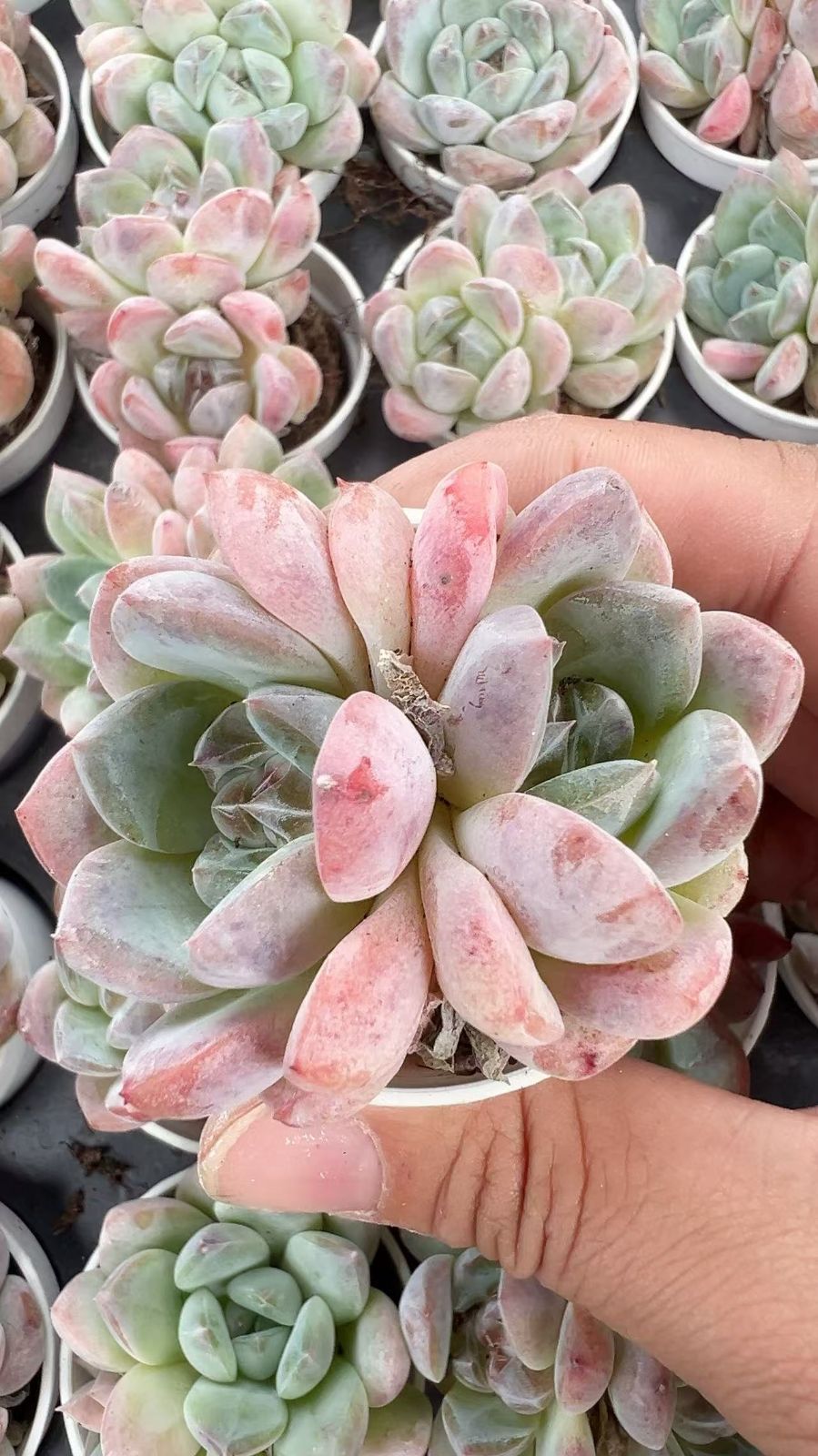 50株×ゴウキ 多肉植物 エケベリア セダム アエオニウム グラプトペタルム 韓国苗 寄せ植え YP 100