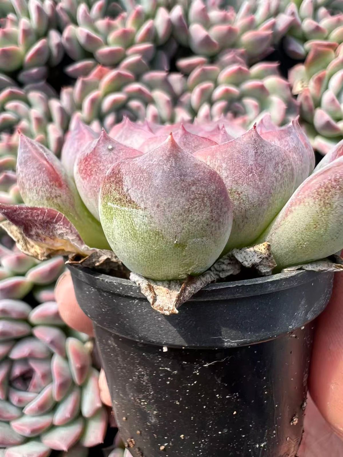 50株 アルバメニーザツ 多肉植物 エケベリア セダム アエオニウム グラプトペタルム 韓国苗 寄せ植え YP 119