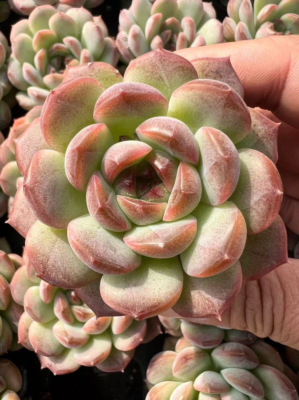 50株×コウレン 多肉植物 エケベリア セダム アエオニウム グラプトペタルム 韓国苗 寄せ植え YP118