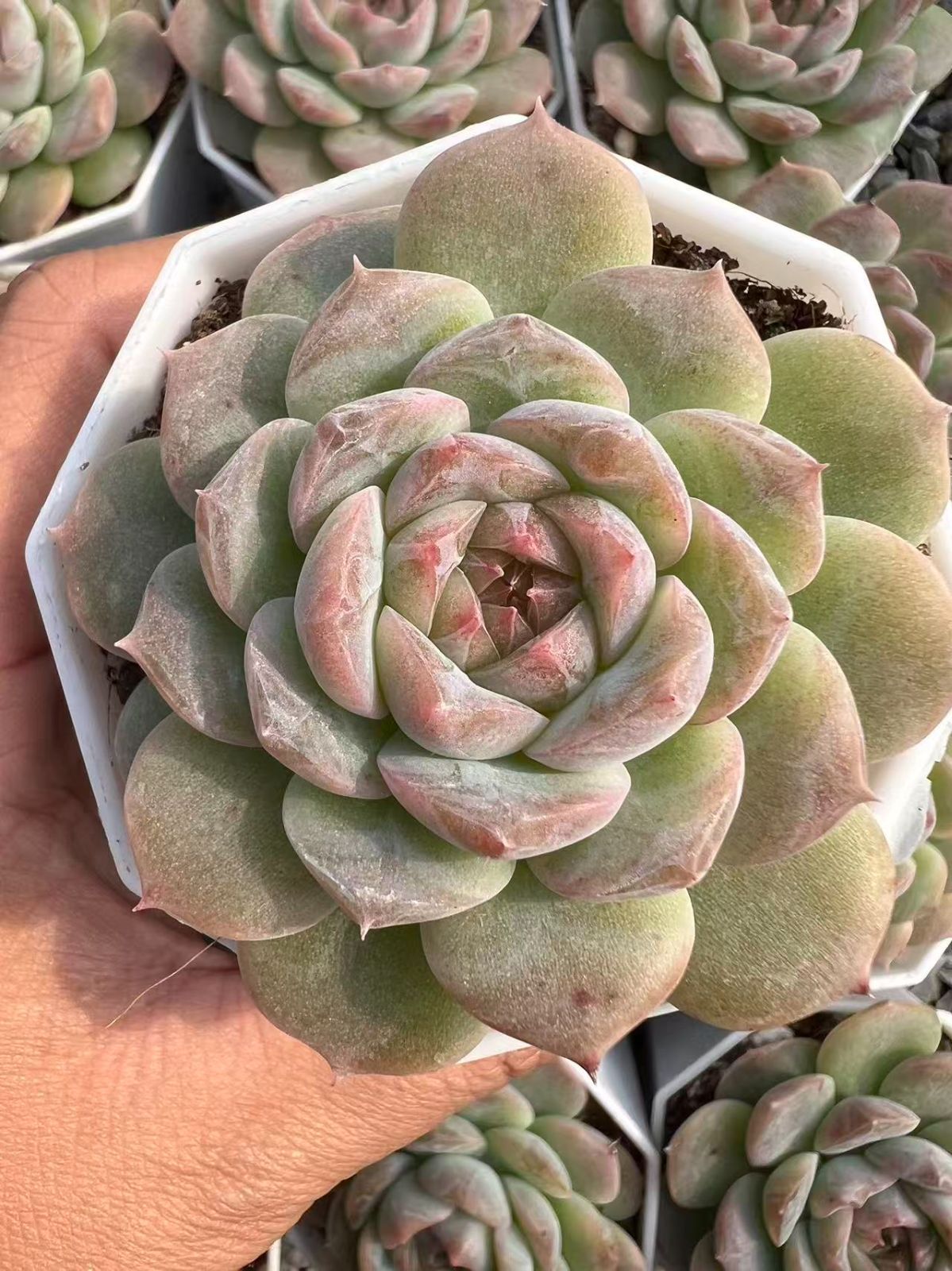 50株×キャンディードフルーツ 多肉植物 エケベリア セダム アエオニウム グラプトペタルム 韓国苗 寄せ植え YP 103