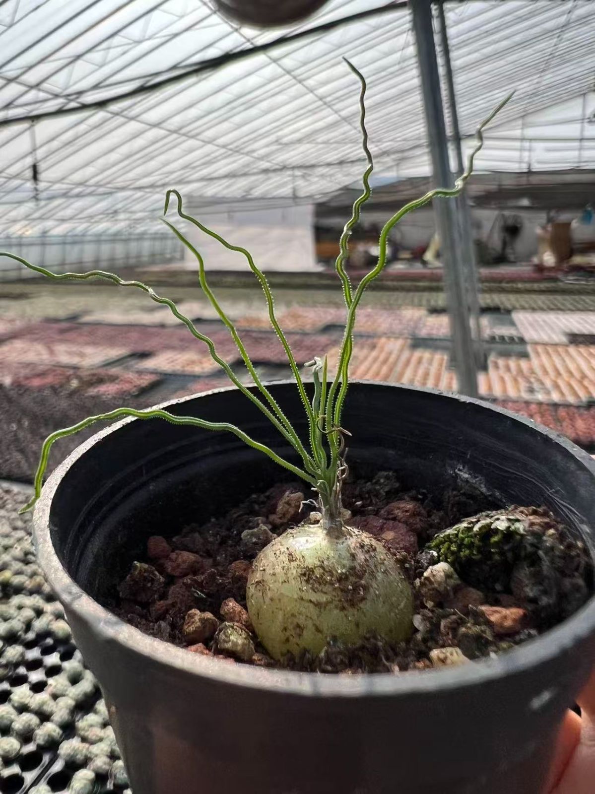 25株×テディシラー 多肉植物 エケベリア セダム アエオニウム グラプトペタルム 韓国苗 寄せ植え YP 122